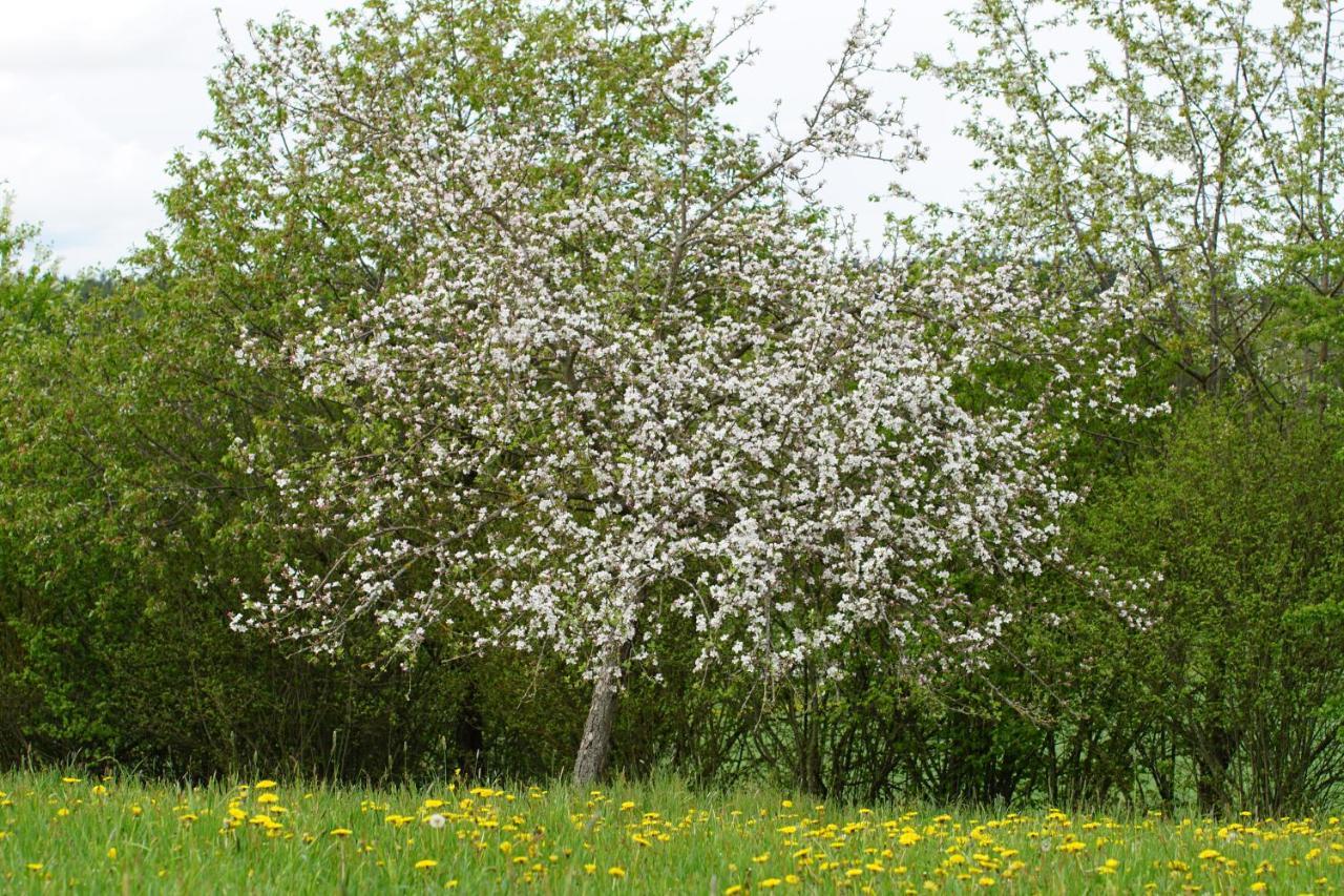 Pferdeparadies Wallengrün Wallengrun